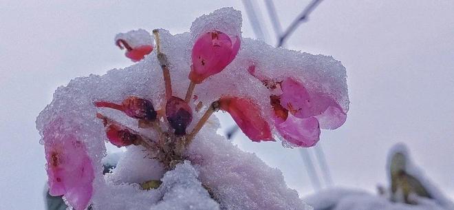看片网页 支持多种清晰度选择