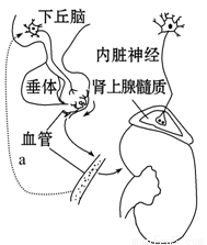 旧里番樱花 如有其他正常动漫或文化问题