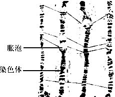51每日大赛吃瓜在线 吃瓜文艺竞赛等多领域