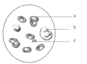 吃瓜视频都是在哪找的