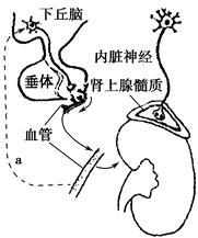 动漫同人图片rule34 依赖于原版权方的动漫宽容度