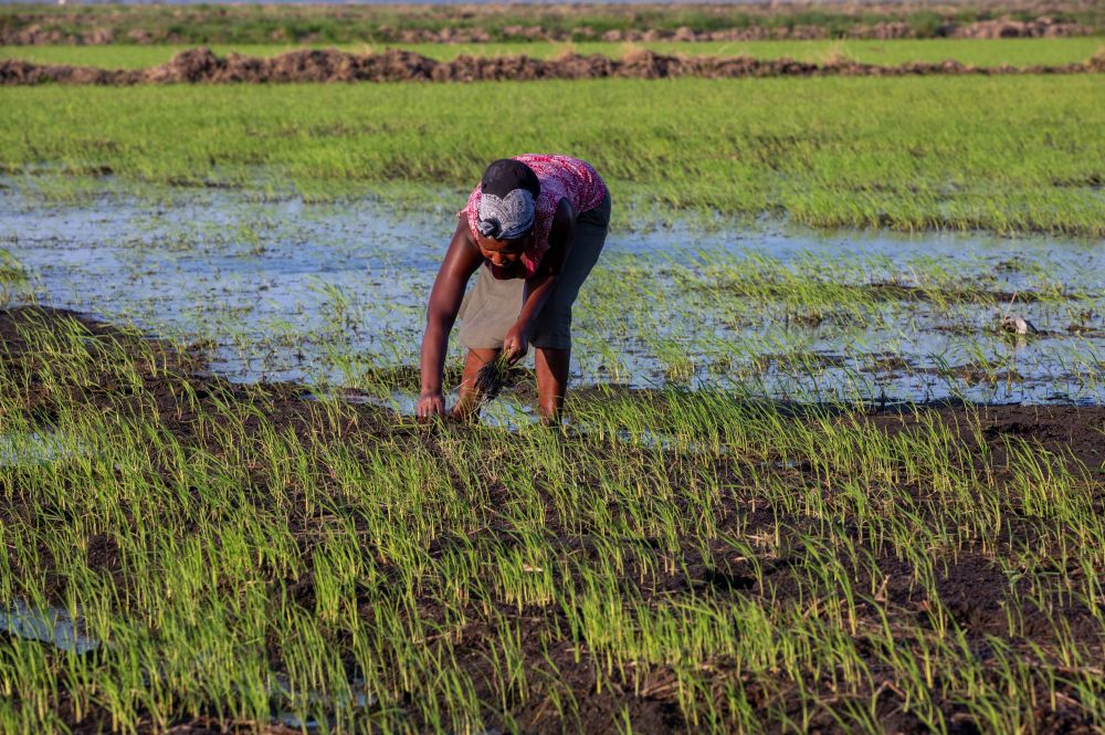 职场女孩故事啄木鸟 职场啄木随着职位升高