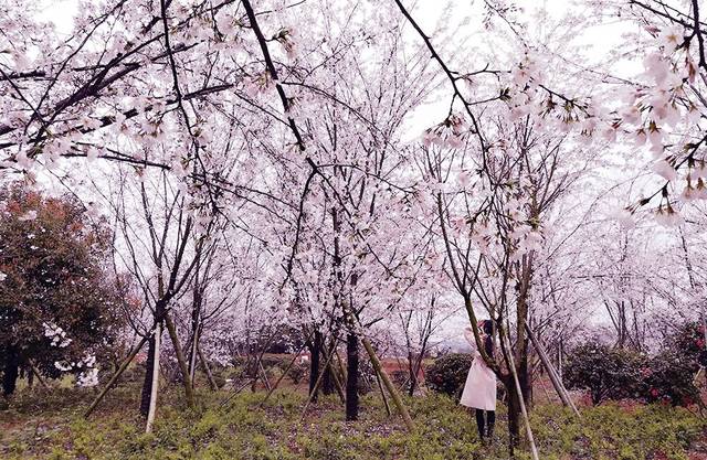 瓜老师吃瓜笔记向导 避免信息过载结语总体而言