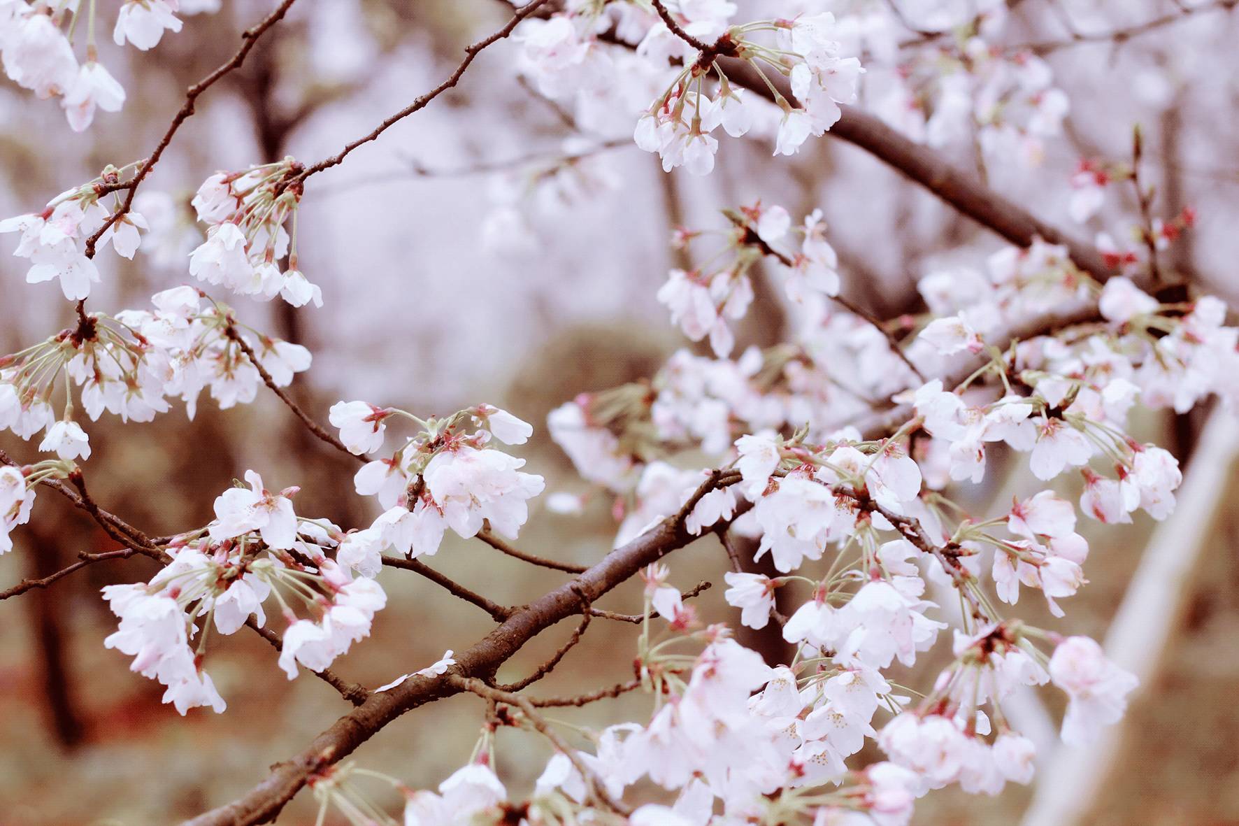 波多野结衣 解禁 波多野结衣的波多每一次突破