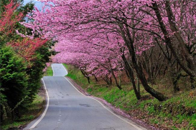 老司机在线视频导航 