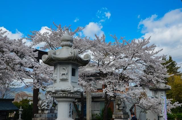 蒲公英77 77 可能指版本号或特定版本