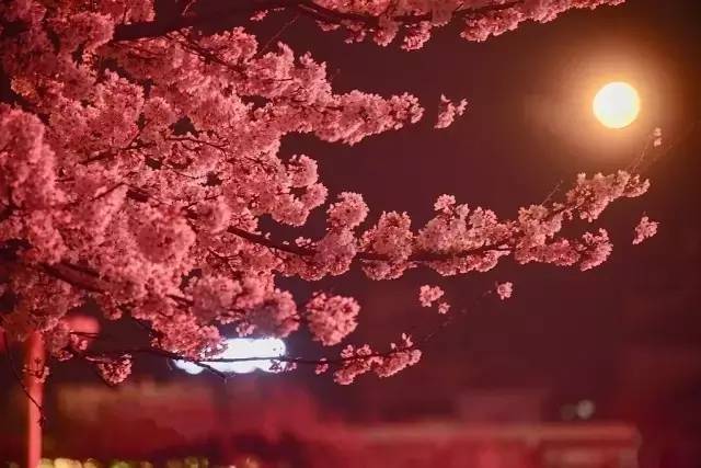 国产精品三級片在线免費版 