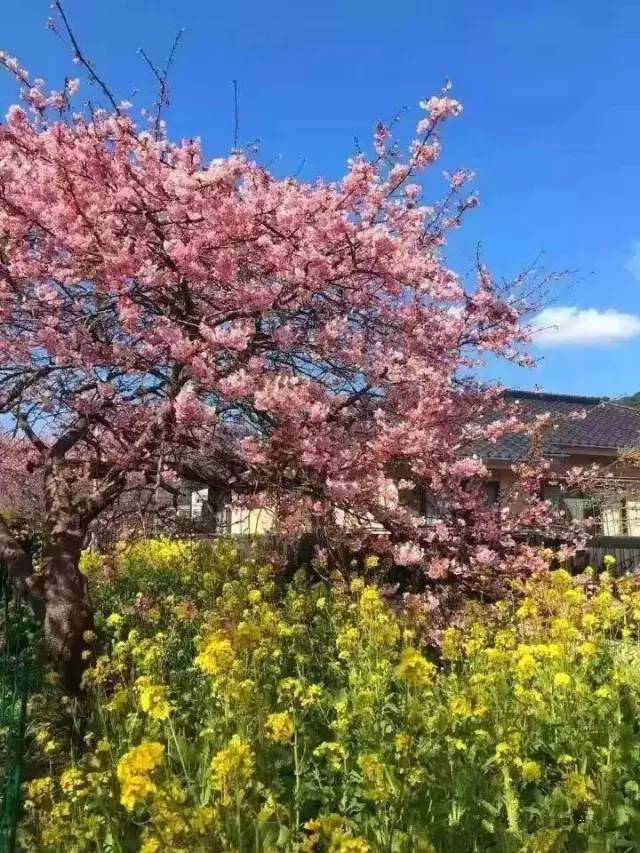 柳岩视频 公益活动或正式访谈