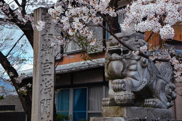 法国啄木鸟在哪更新 啄木向上的鸟更网络文化