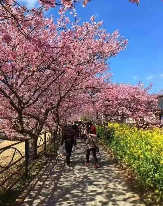 法国啄木鸟在哪更新 啄木向上的鸟更网络文化