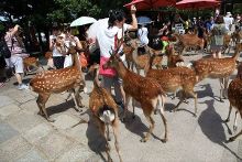 寸止训练 “寸止”一词源于日语