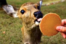 无码精品视频一区二区三区 有些平台可能分区不清晰