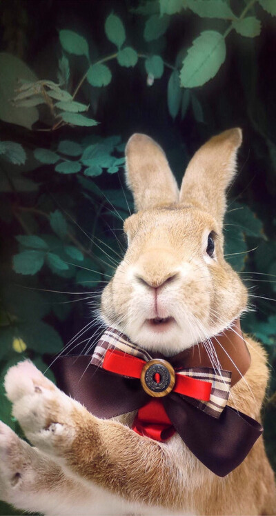 silk无限臀山 夸张曲线）的无限臀部描绘