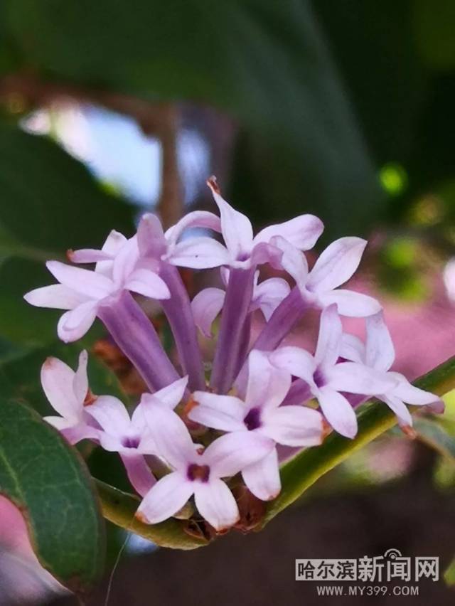 小蓝视频破解版无限金币教程 视频并无本质安全差异