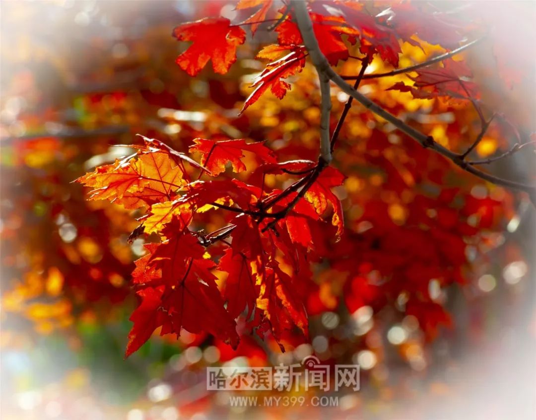 91精品综合久久久久久五月天