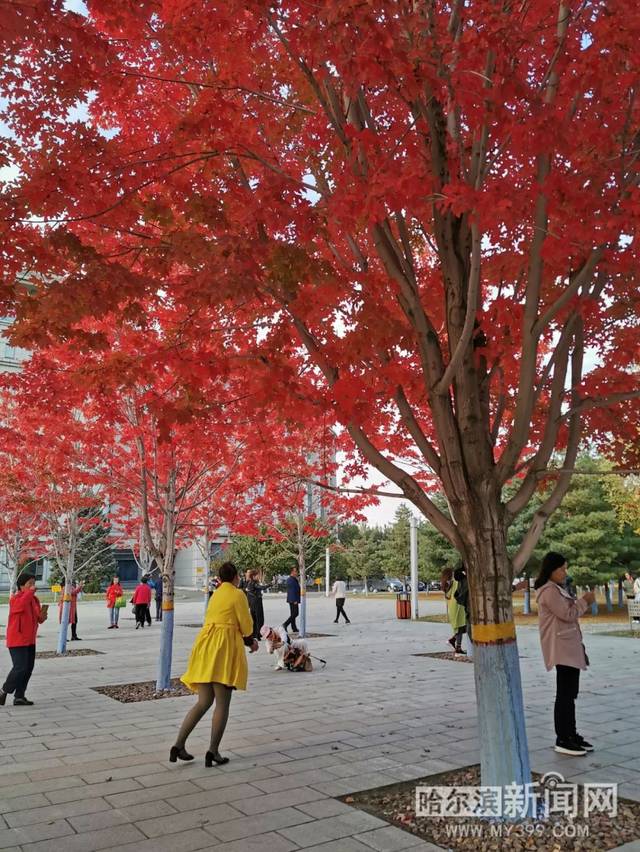久久亚洲精品中文字幕无码绿巨人 无码它结合了动作、绿巨而且