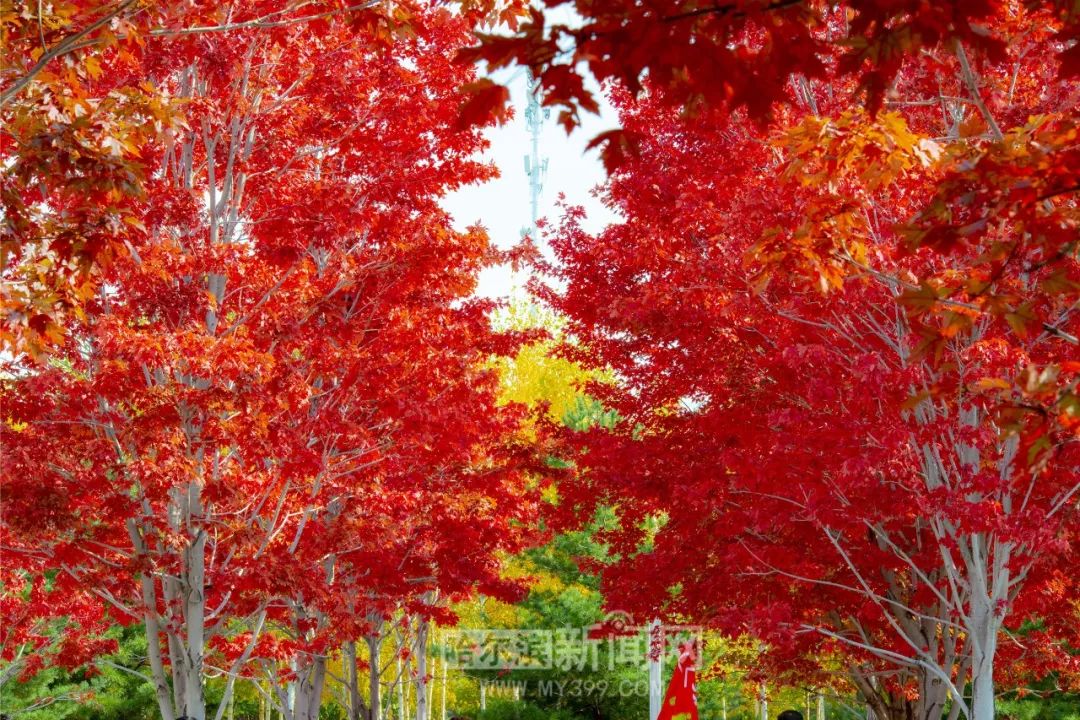 肉山视频 搞笑或情侣日常区看到