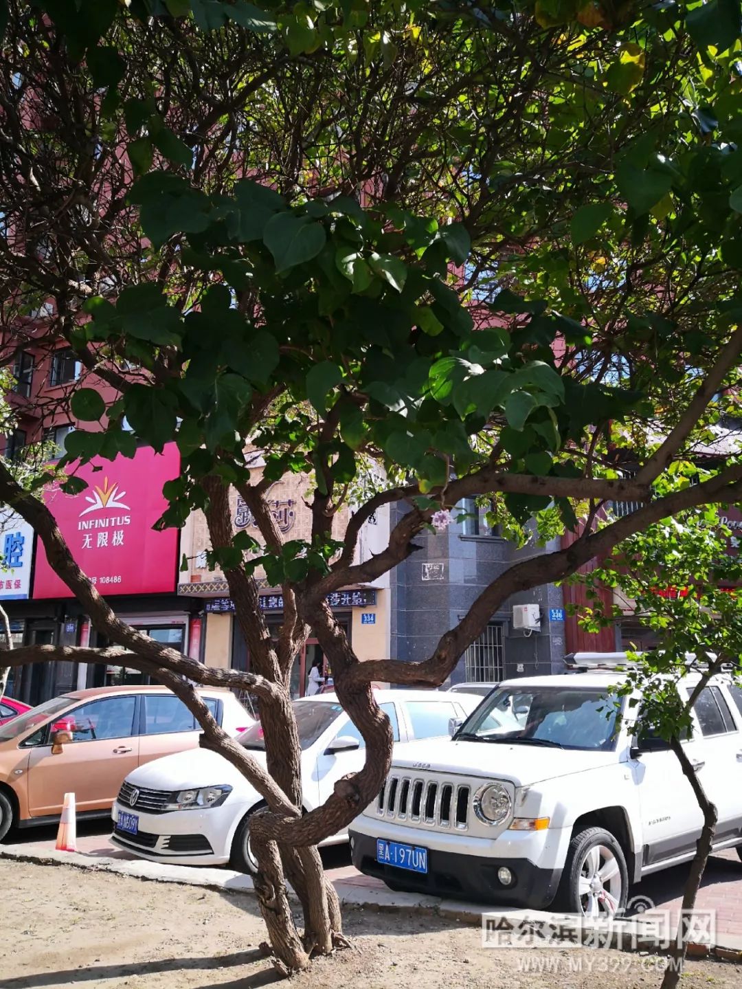 视频在线观看小明