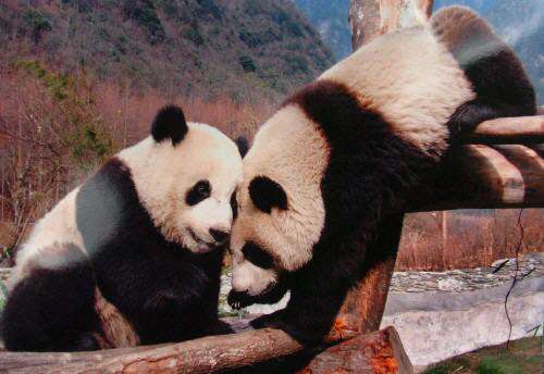 久久精品99久久香蕉国产 