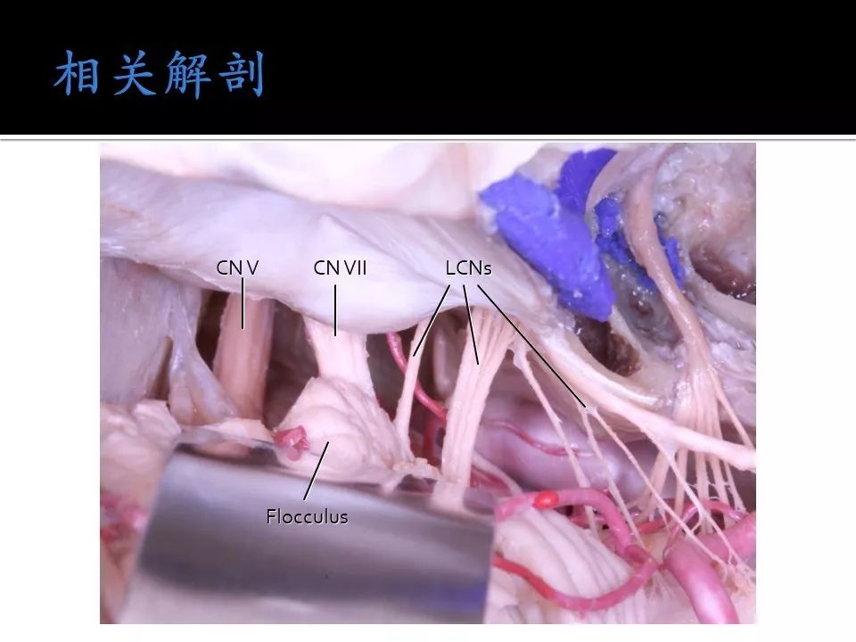 久久久久久国产精品免费免费男同