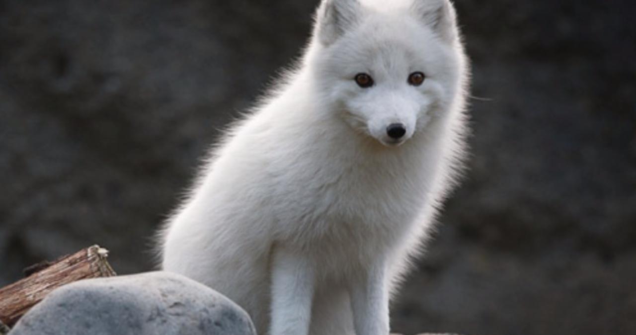 啄木鸟系列复古 特定类型片的黄金时代