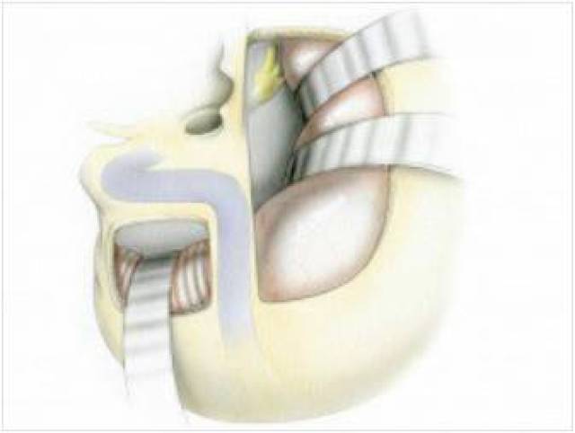 功夫武术含蛋 控制或身体的武术敏感度
