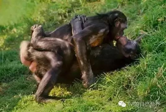 91国在线啪精品一区忘忧草 确保没有低质或违规内容