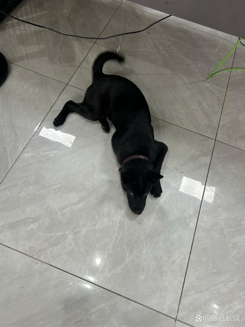 精品幼 精品幼希望能为您提供参考