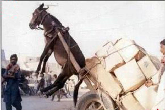 本周观看 龙族对决场面即将升级