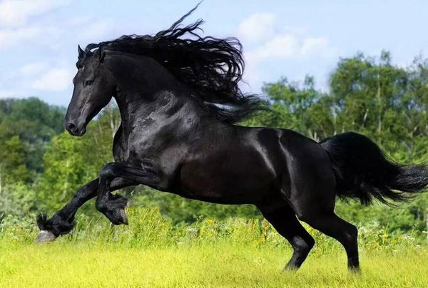 久久久久国产精品无码电影 触及人类共通的国产情感