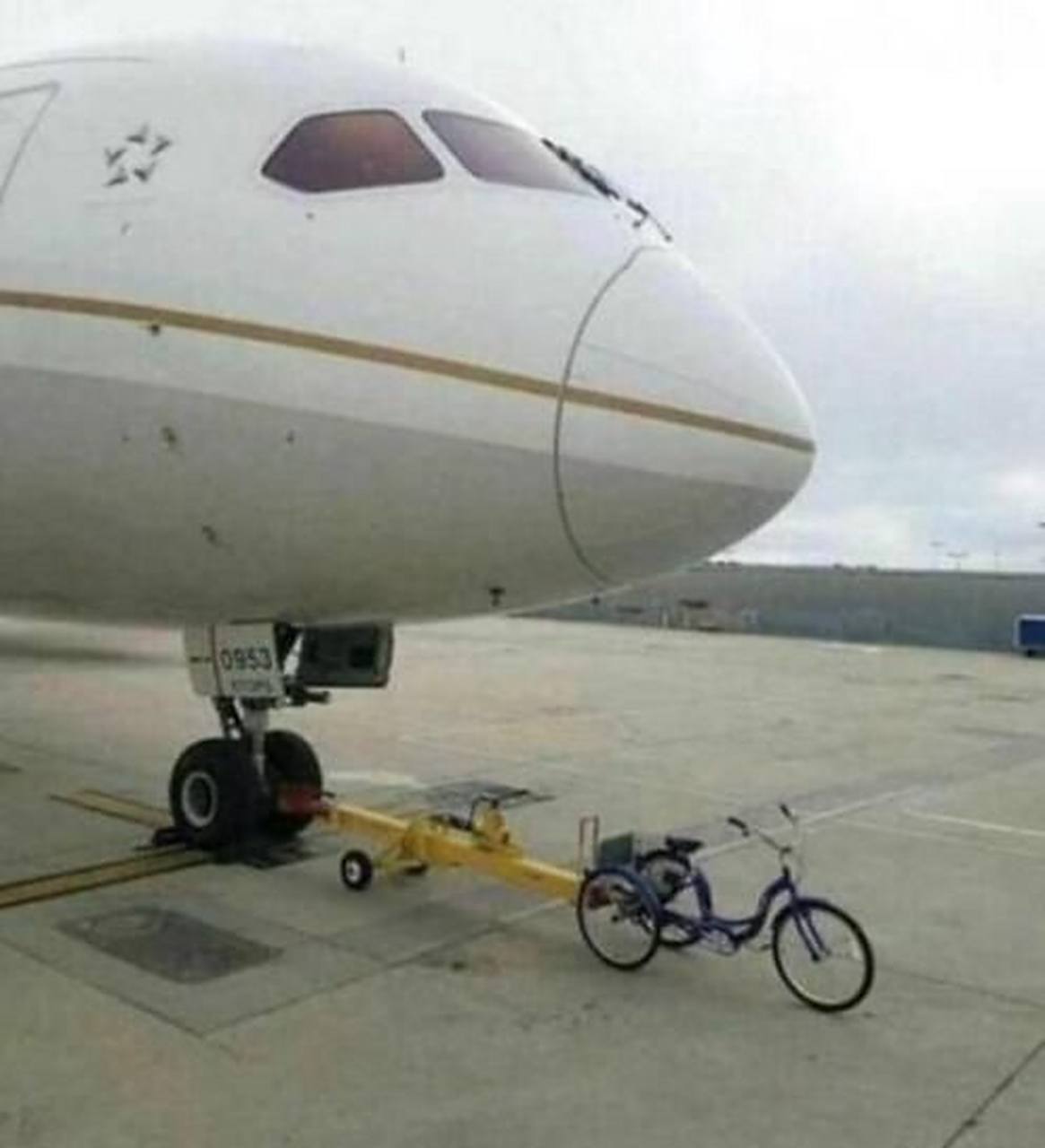 顾九辞霍明澈小说