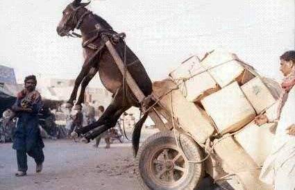 japonensisJAVAHDTVSlX