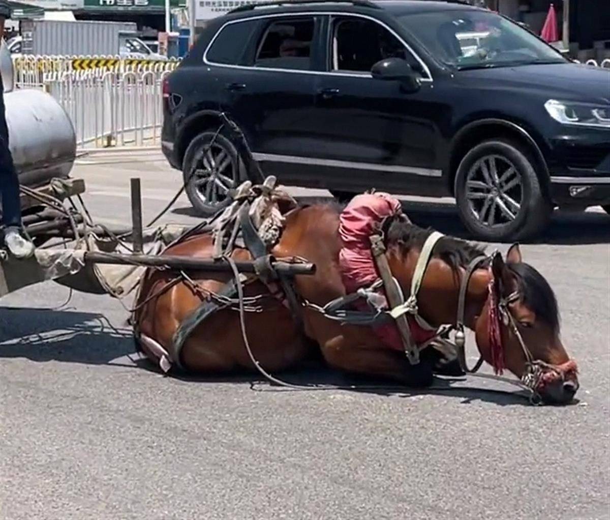 不穿衣服的动漫