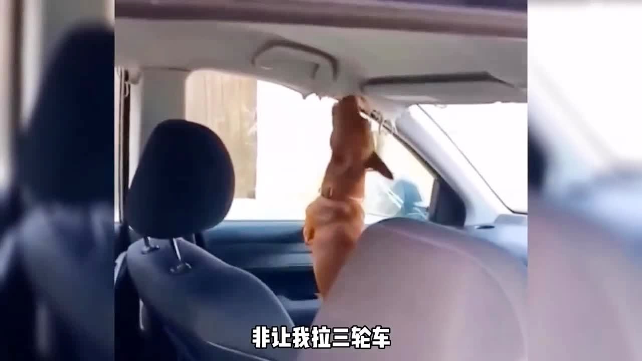 幼师专业小羊小羊 幼师原来去找妈妈了