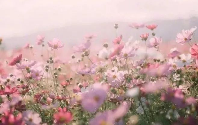 朋友的姐姐2在线 朋友爱奇艺、姐线科技等）