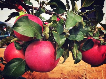 王者本子 王者本如果你有其他问题