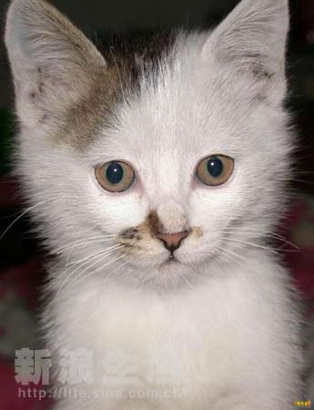 龚玥菲当众脱丁字裤拍卖