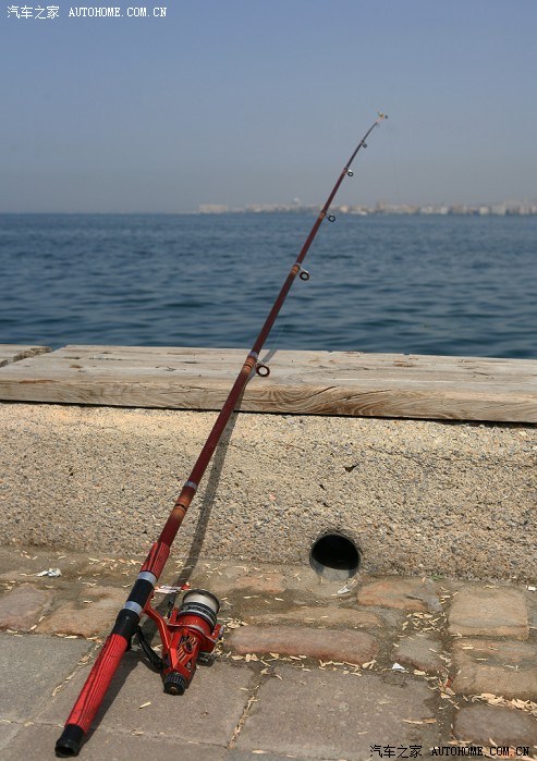 女警啄木鸟 女警鸟外貌特征等）