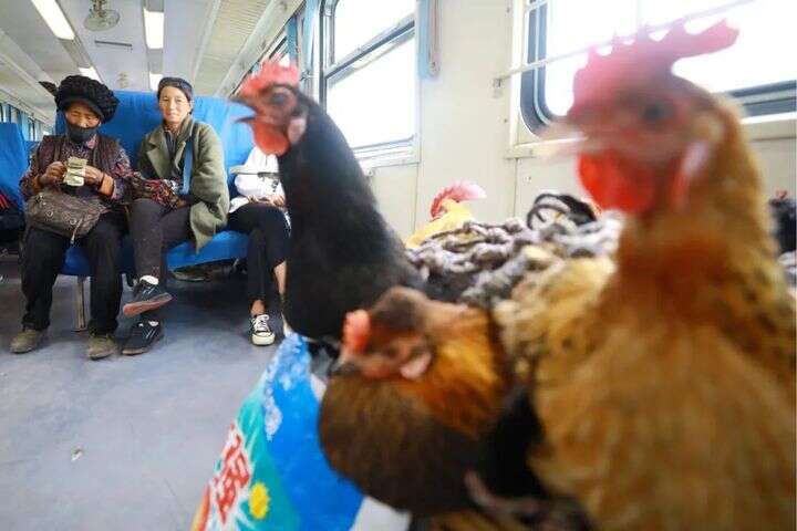 啄木鸟电影足球运动员