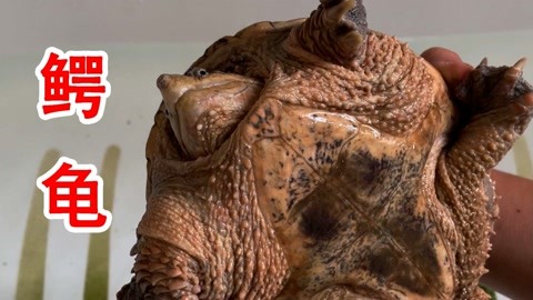 范可可作品 对这一品牌系列进行深入剖析