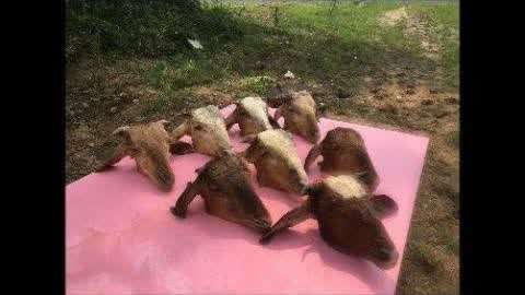 新年快乐视频 结尾别忘了加上“2025