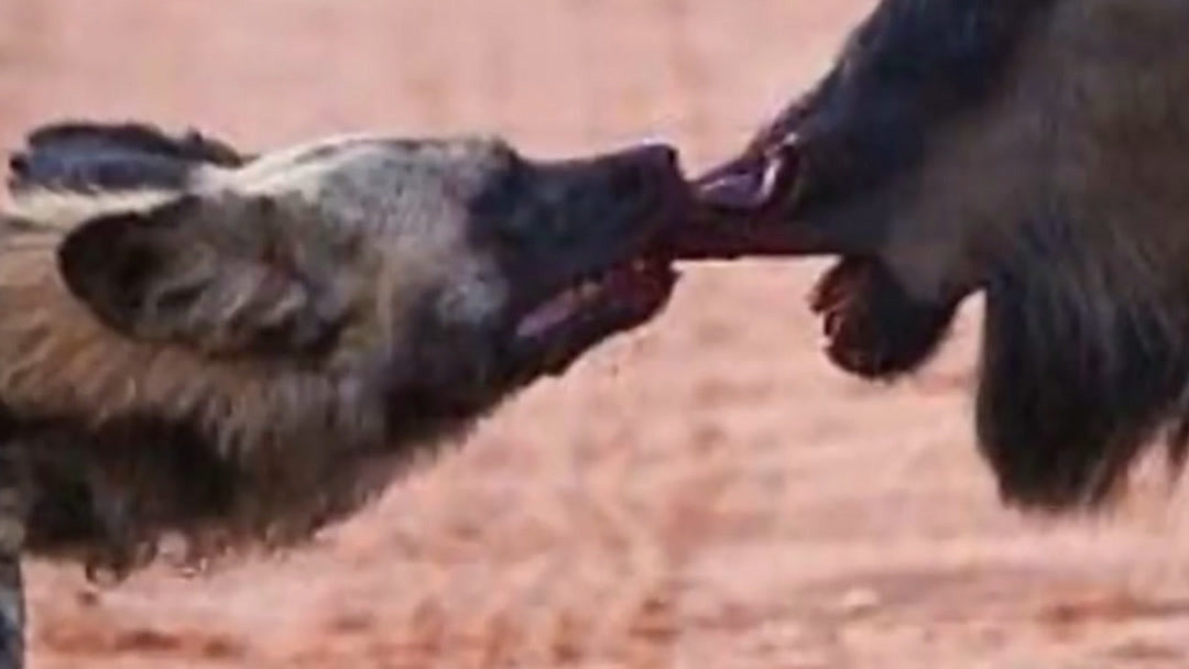 bkino在线 如果你指的是 在线观影