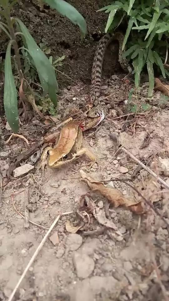 自缚挑战 自缚挑战我必须强调