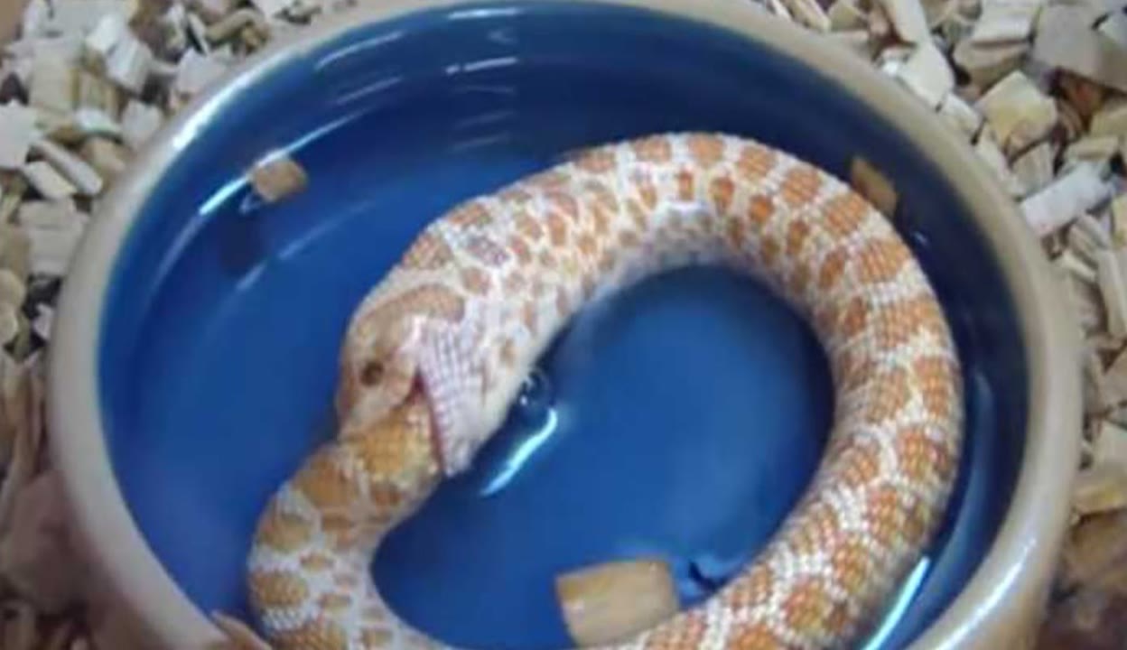 精品久久久久久久久中文字幕永久