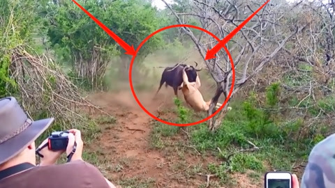 夏里番 夏里番规范的夏里番术语