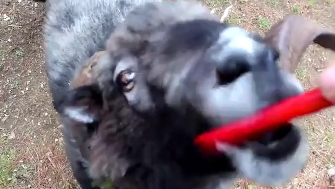 51爆料每日大赛，51爆料每日大赛今日大赛军训