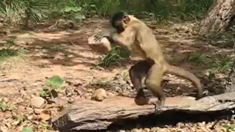 妻 中 蜜 3 樱 +花 动 漫