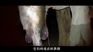 妻 中 蜜 3 樱 +花 动 漫 妻中讲述主角回到故乡