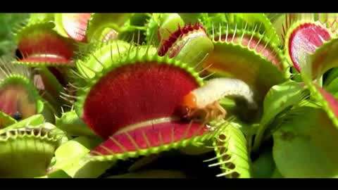 初恋时间樱花动漫 如果你喜欢这类题材