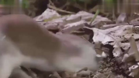 黄色 magnet 如果您需要影视、开源软件等